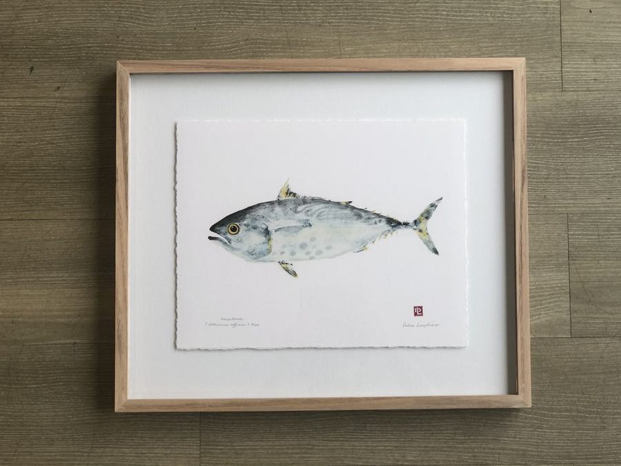 Framed fish watercolour illustration in timber frame